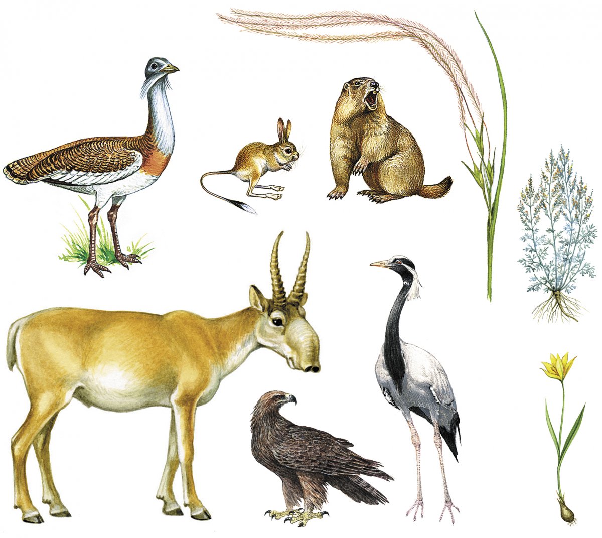 Степные обитатели