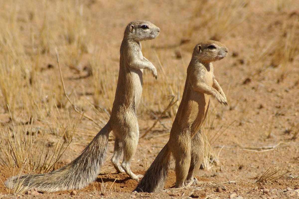 Животные степи