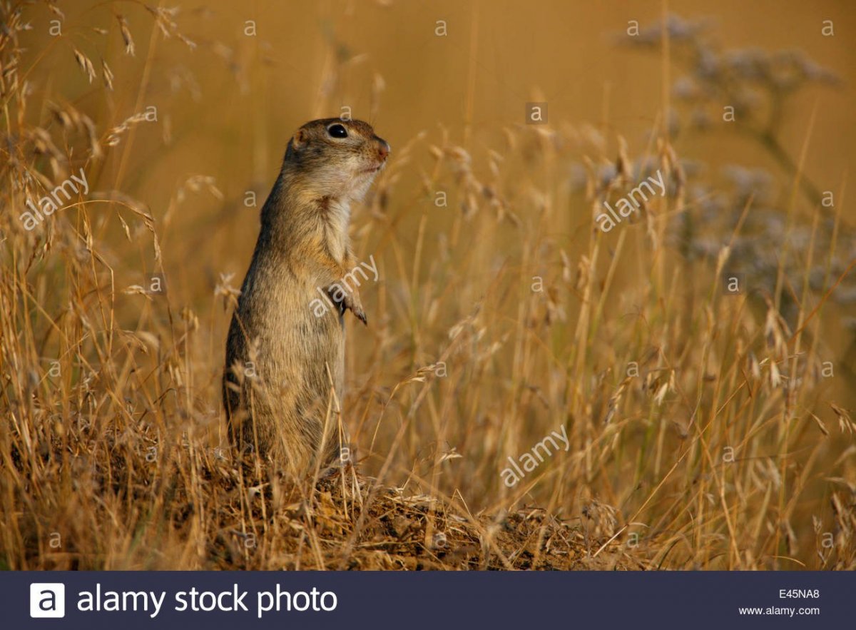 Суслик Степной