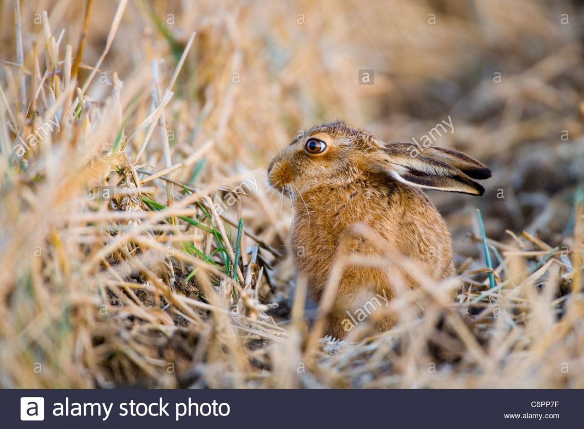 Степной Орел