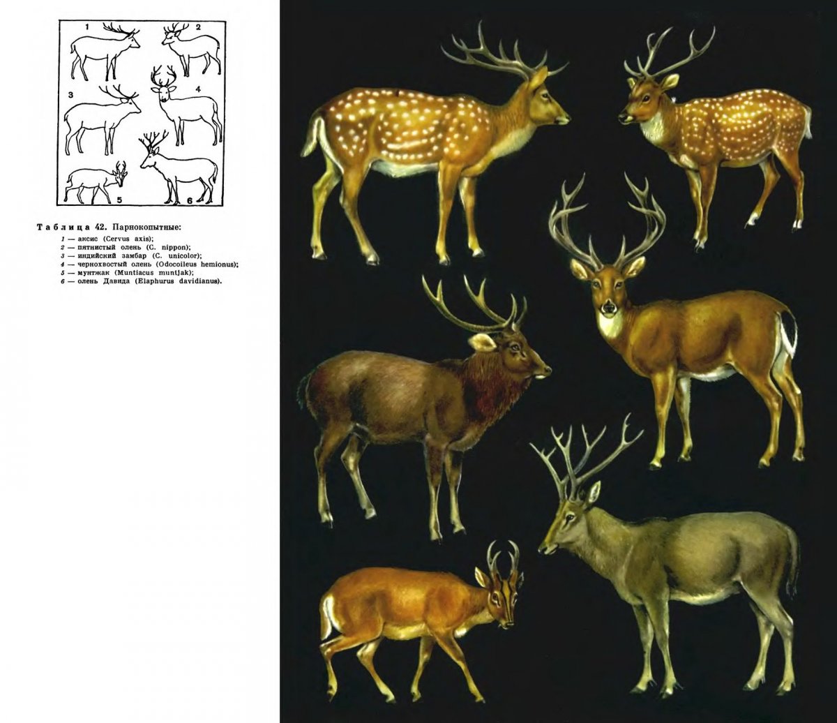 Лисичка Корсак