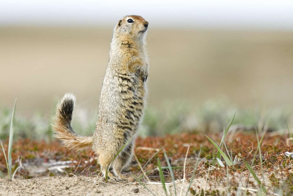 Сусличья Нора