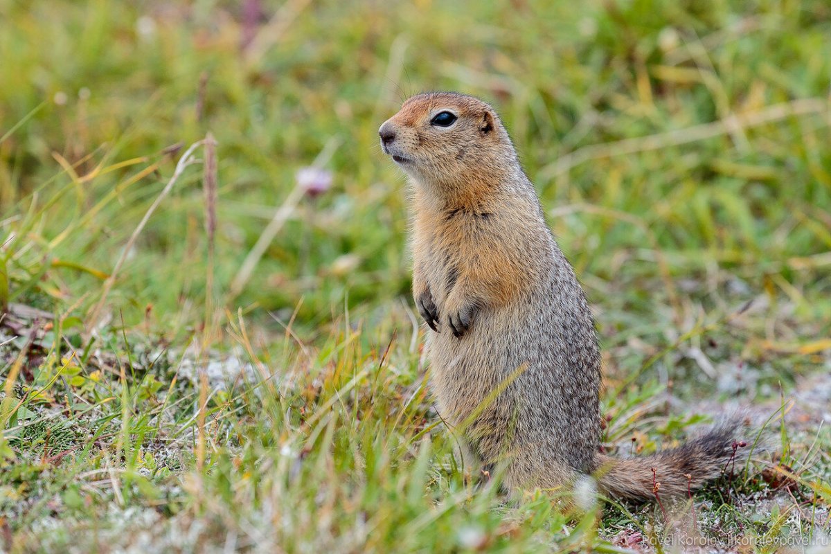 Заяц Русак чёрные земли заповедник