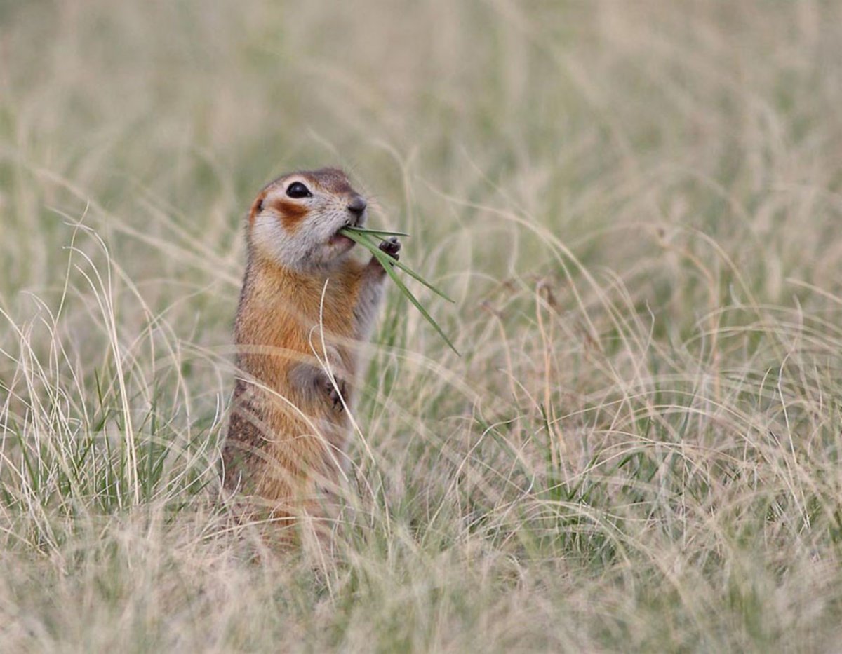 Древние млекопитающие Грызуны