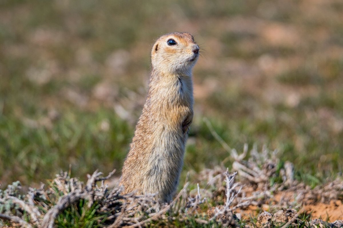 Пума в степи