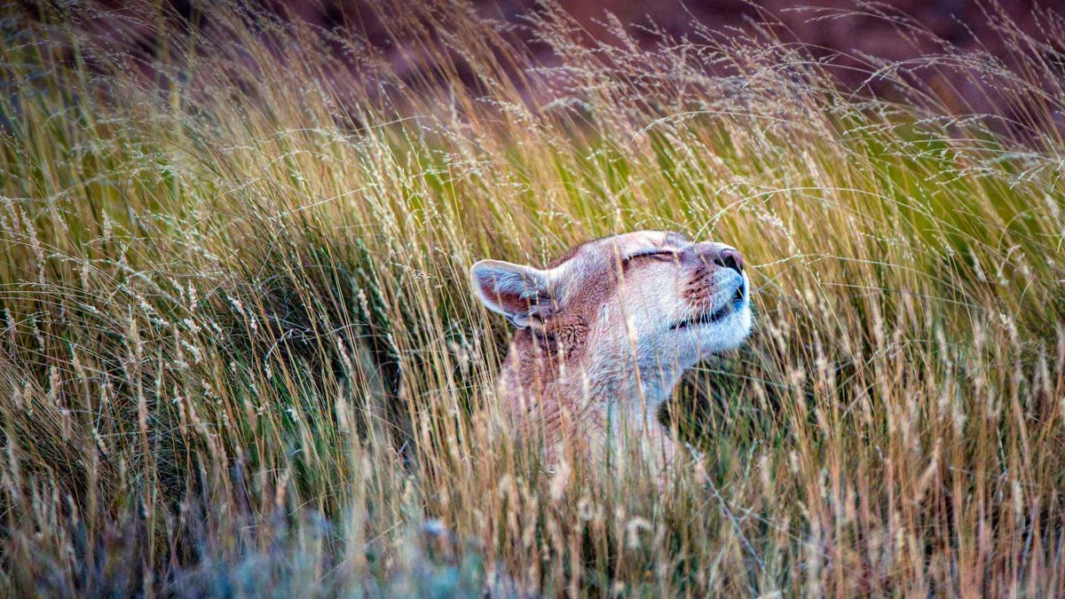 Земляная белка