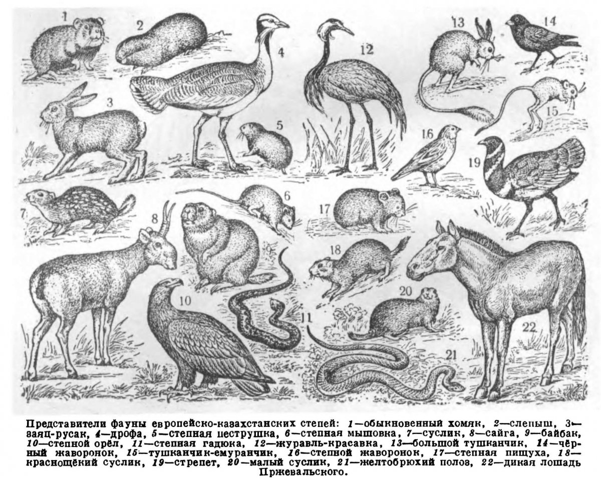 Рисование животных степей