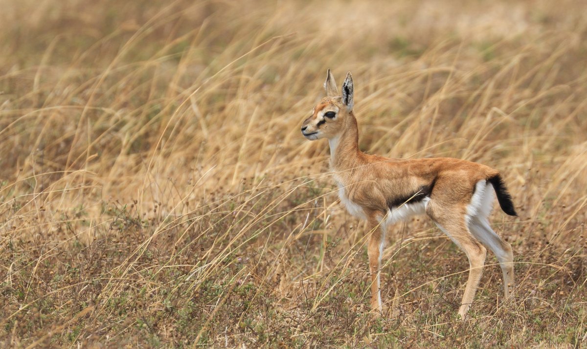 Животные Степной зоны