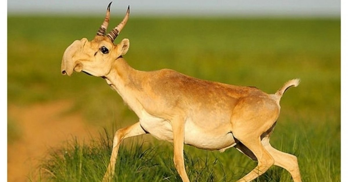 Животные степи Краснодарского края