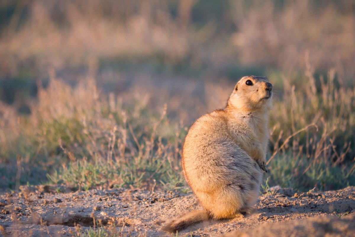 Краснощекий суслик Алтайский край