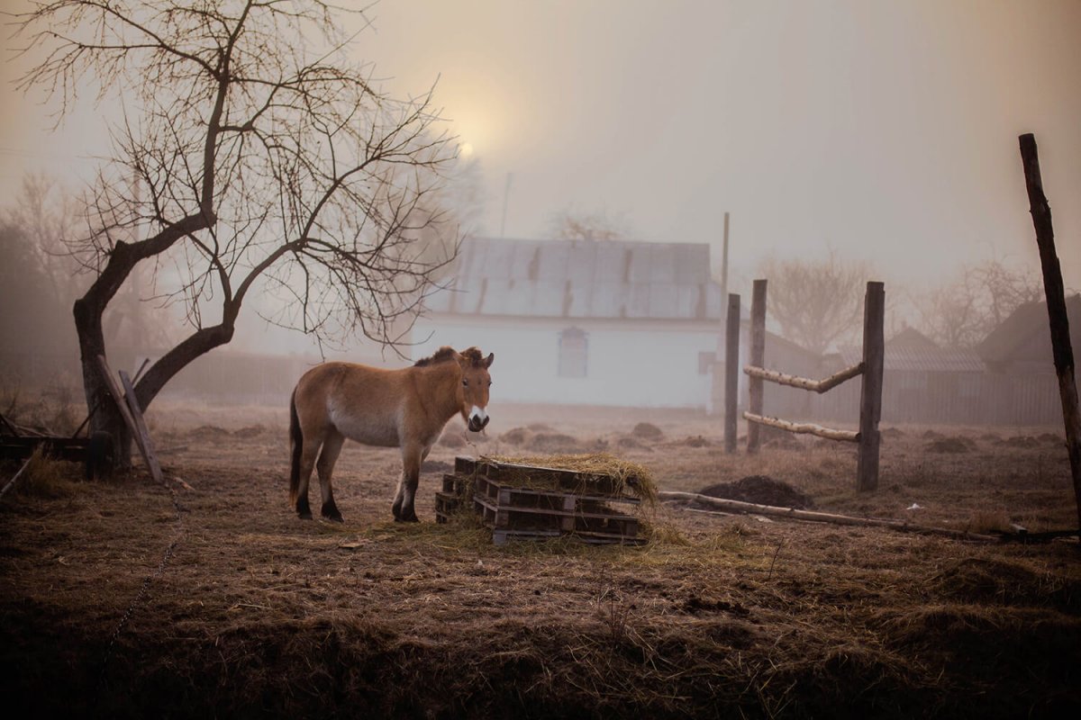 Волки в Чернобыльской зоне
