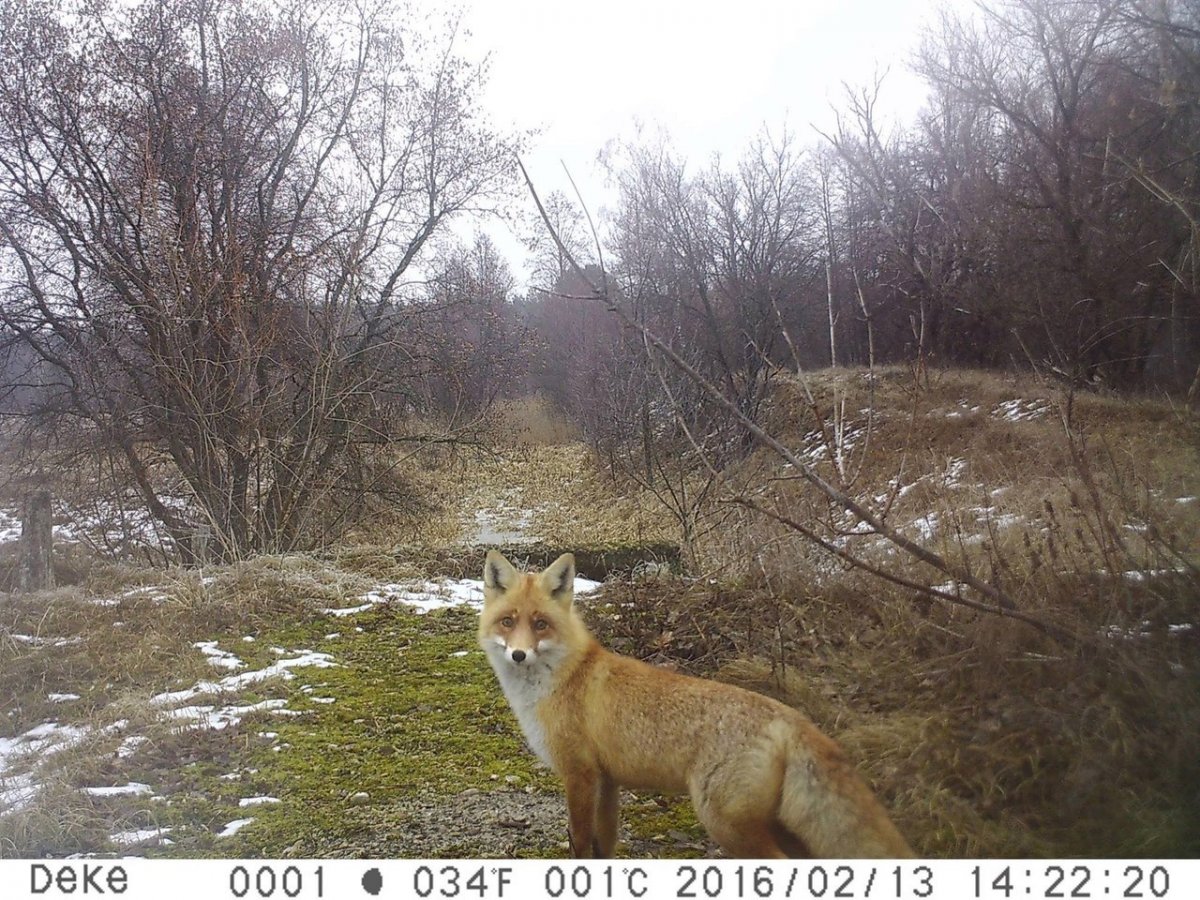 Животные которые обитают в Чернобыле