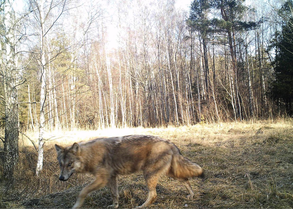 Чернобыль животные сейчас