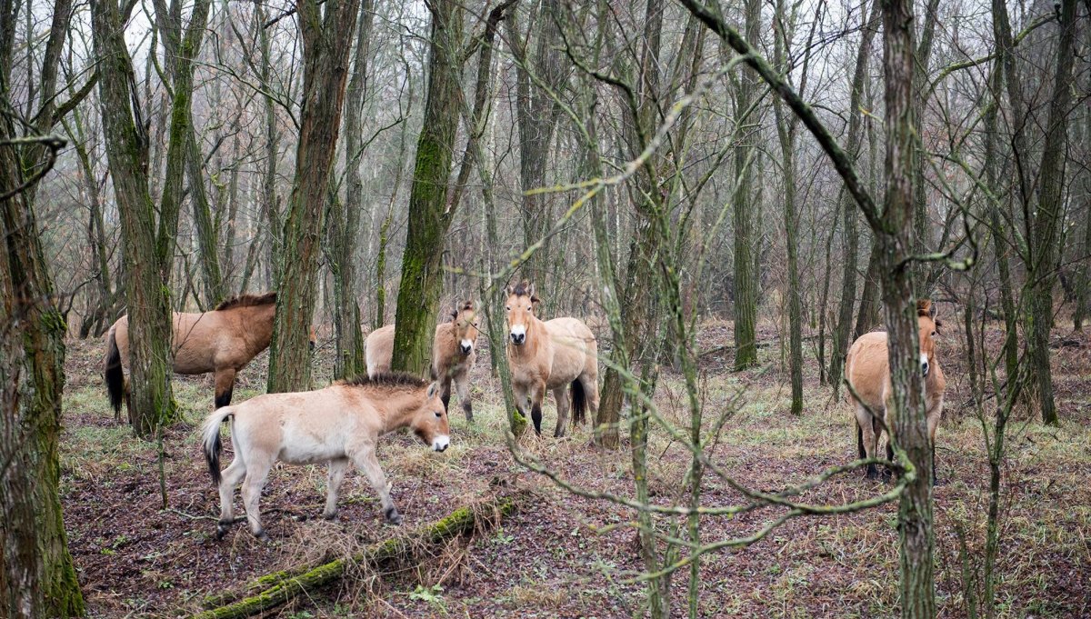 Припять Чернобыль ЧАЭС зона отчуждения