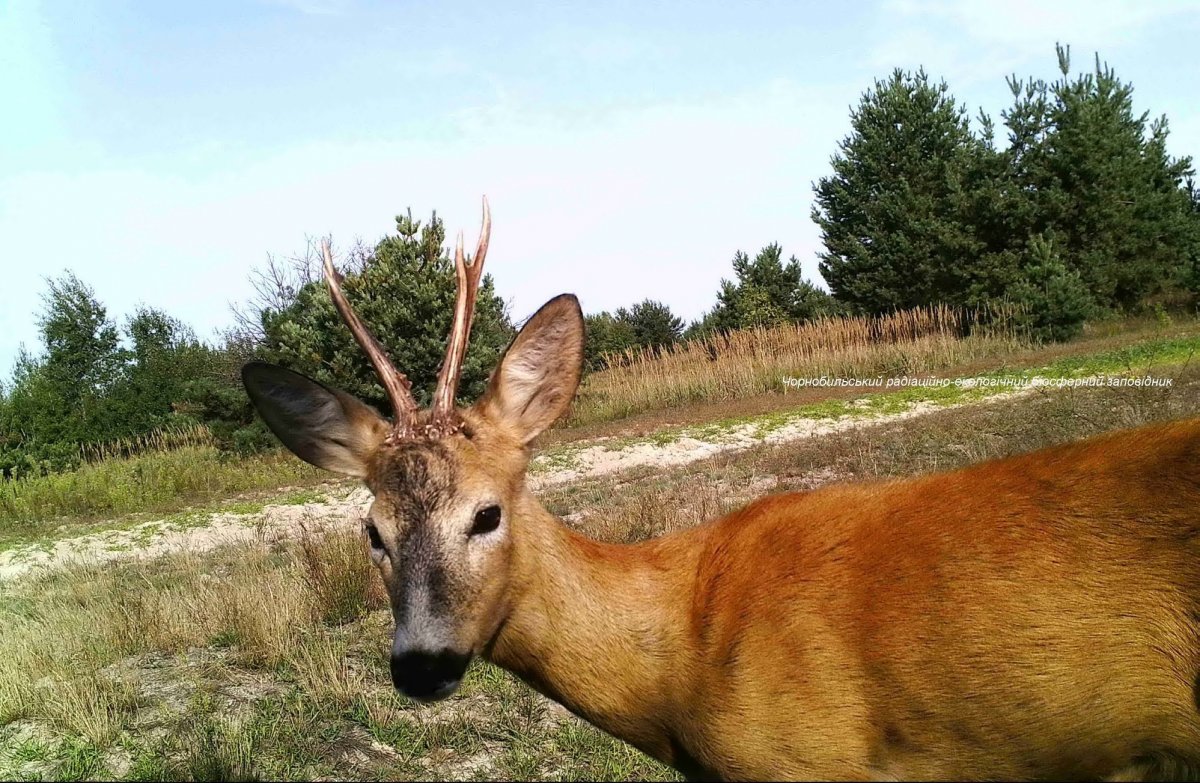 Лошадь из Чернобыля