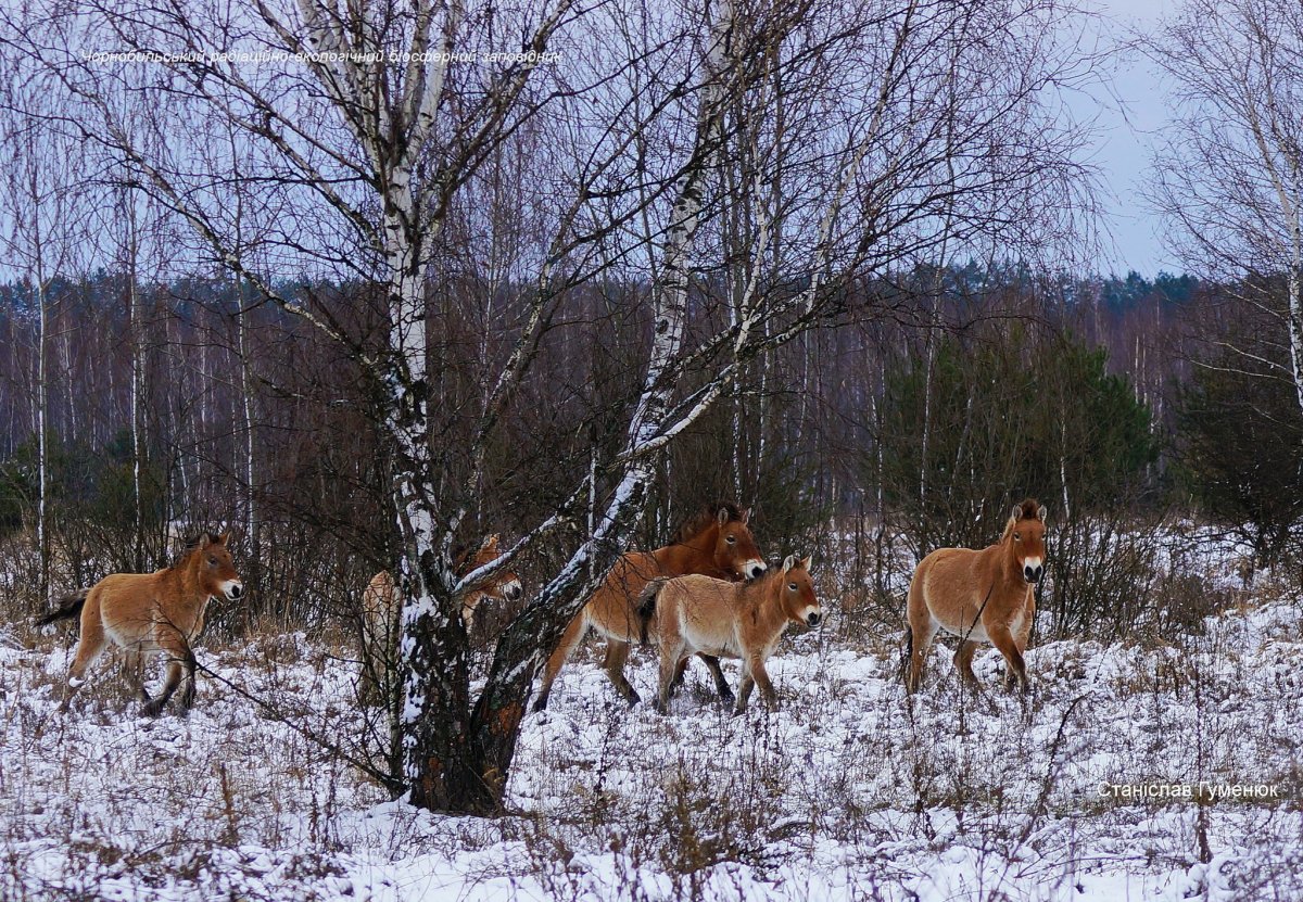 Уникальные животные Чернобыля