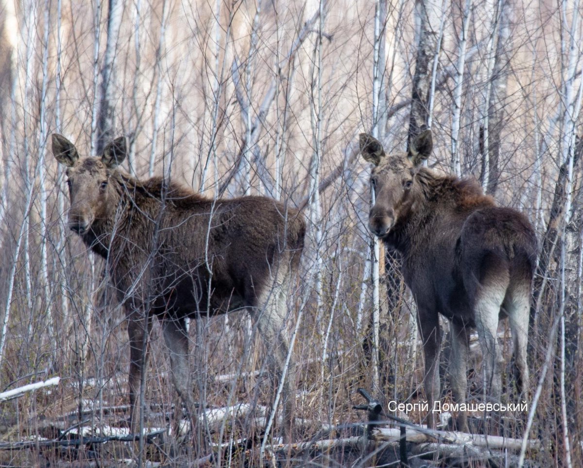 Рыжий лес животные