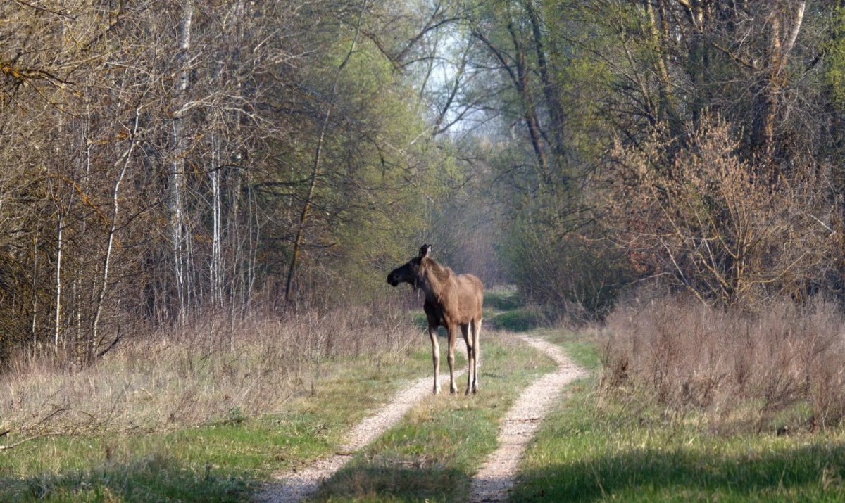 Кони Пржевальского Чернобыльской зоны отчуждения
