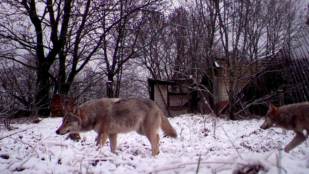 Чернобыль Заповедная зона