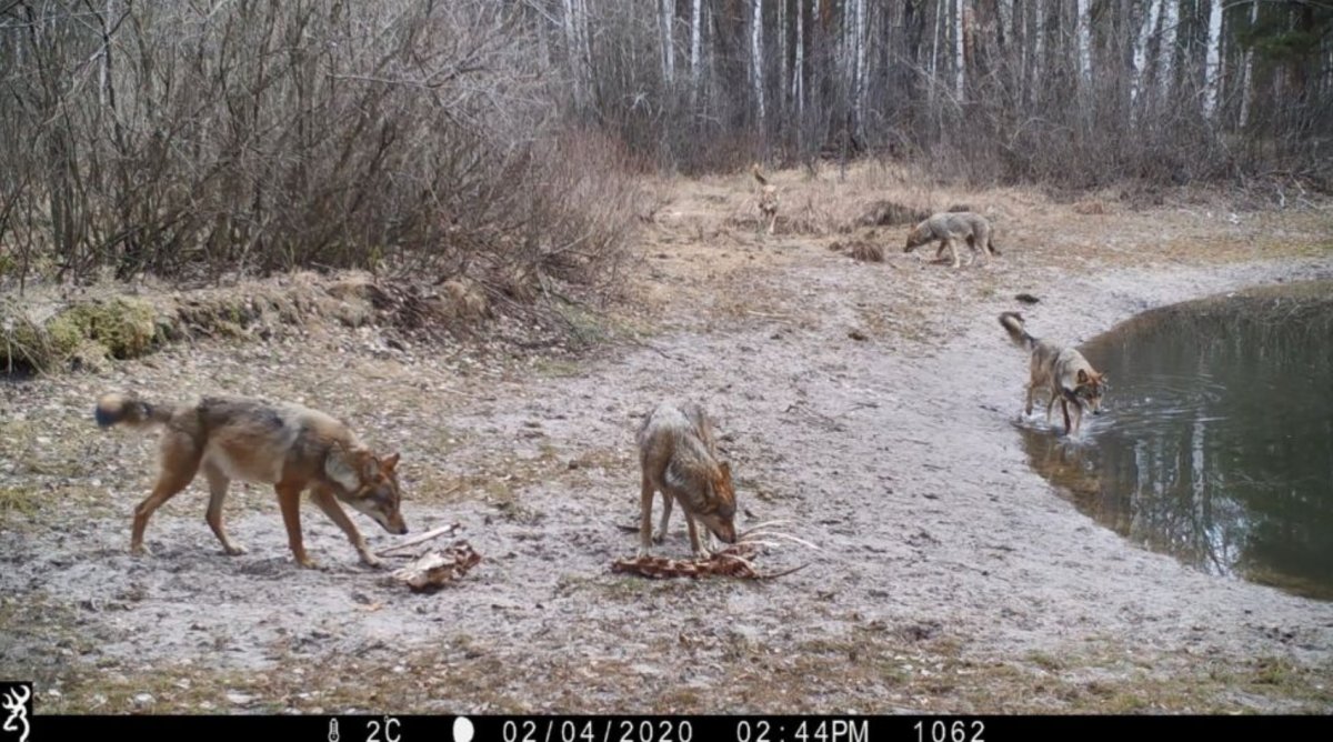 Коровы Чернобыля одичавшие