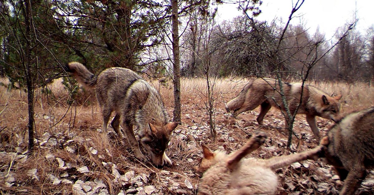 Чернобыль город призрак фото животных
