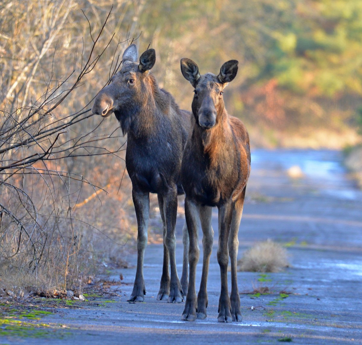 Чернобыль волки в зоне отчуждения
