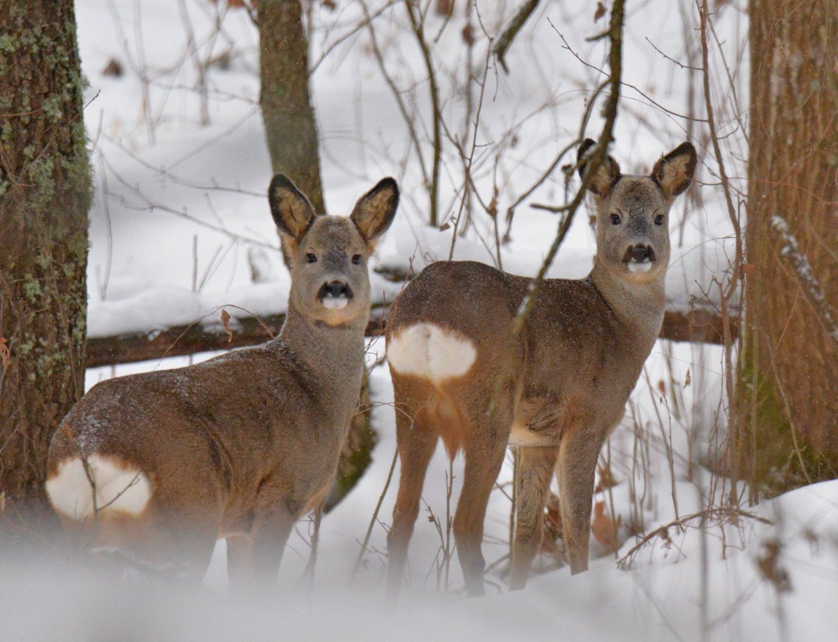Животные Чернобыля сейчас 2021
