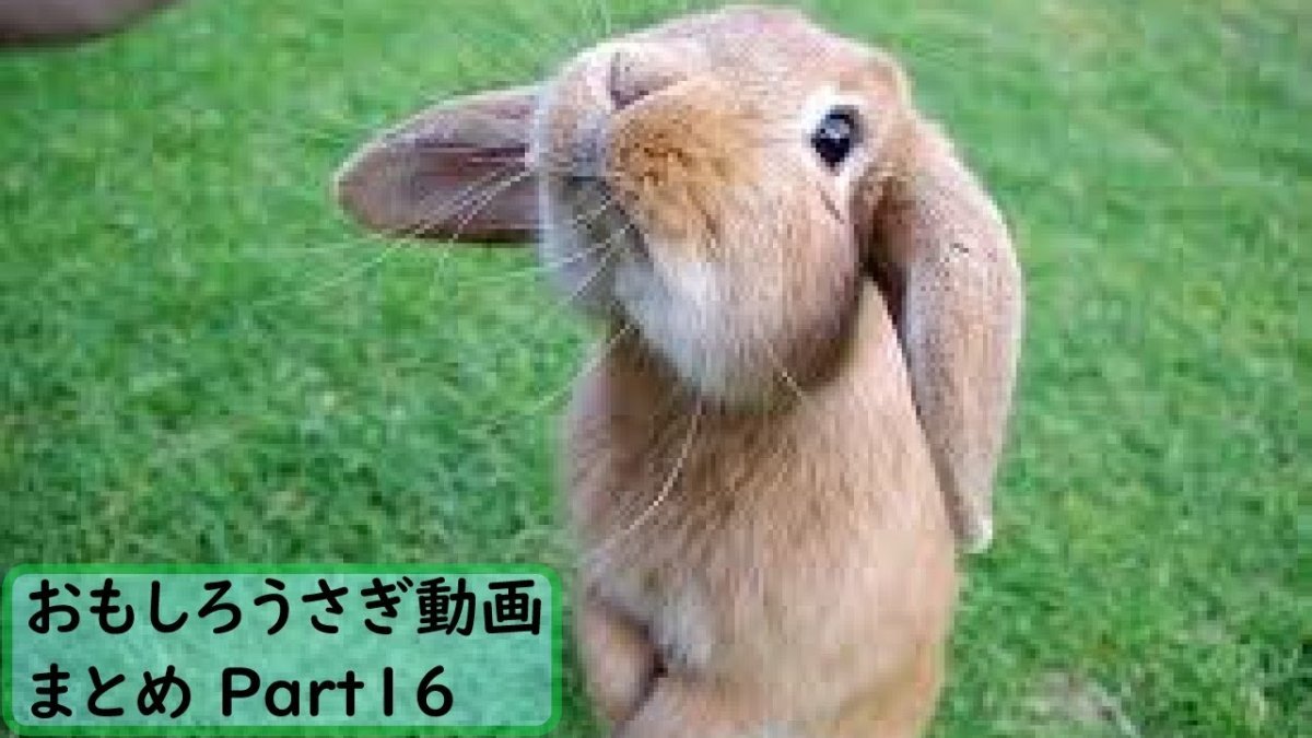 Мокрый заяц