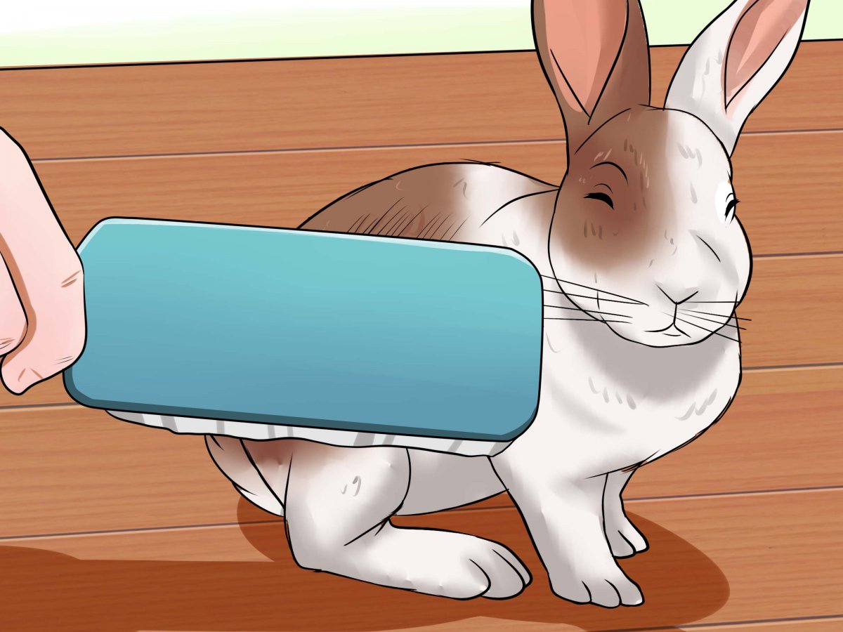 8 Июля прикольные картинки зайки