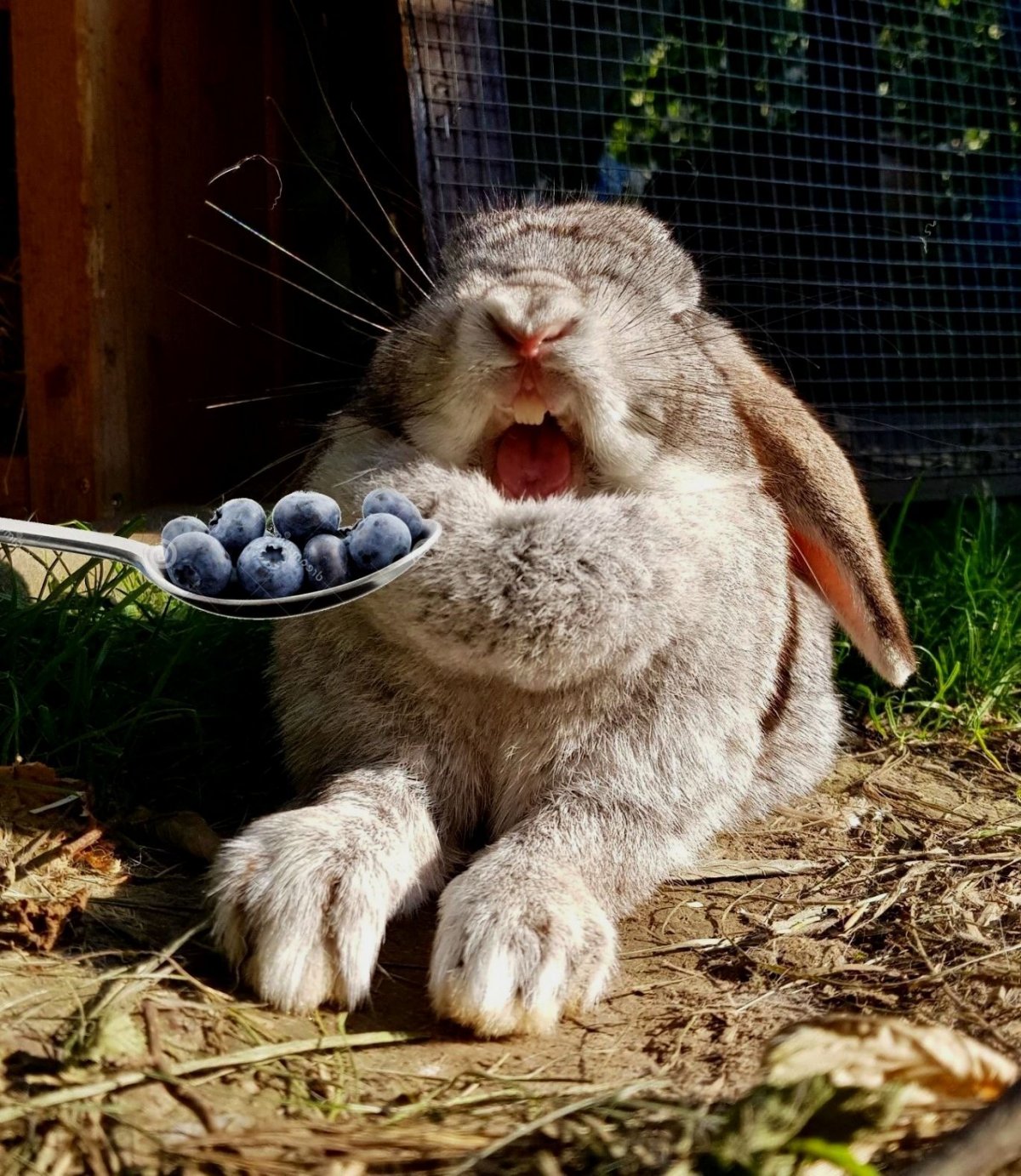 Солнечный зайчик