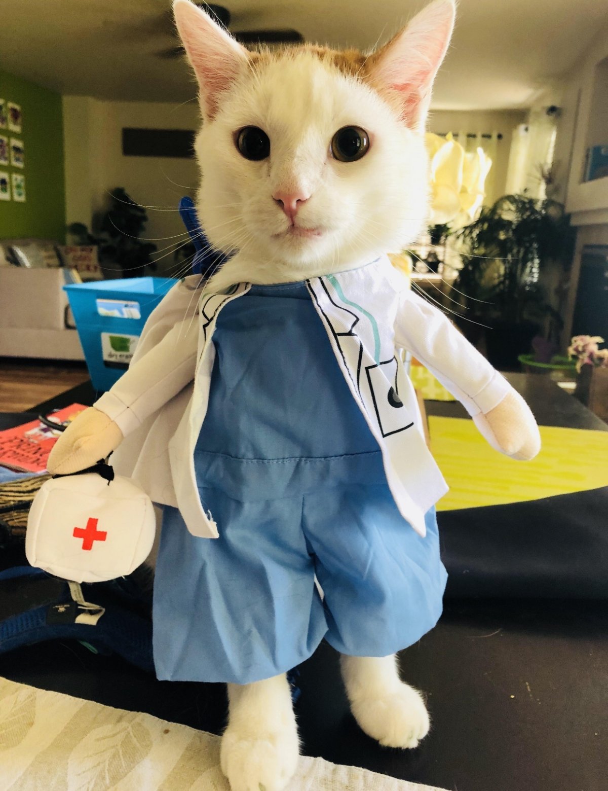 Котик медик