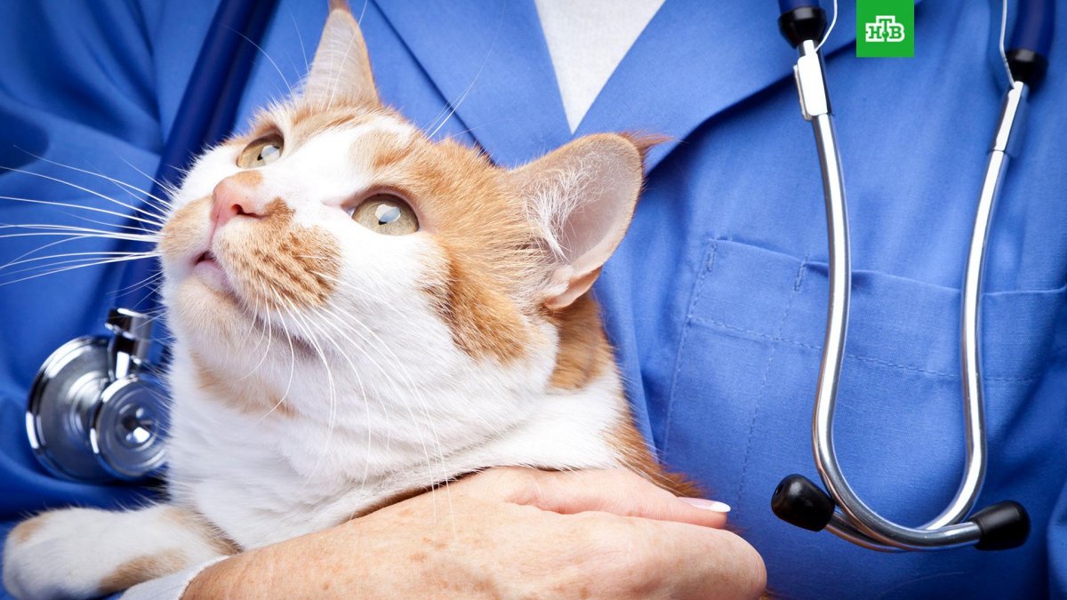 ВЕТЗАБОТА ветеринарная клиника