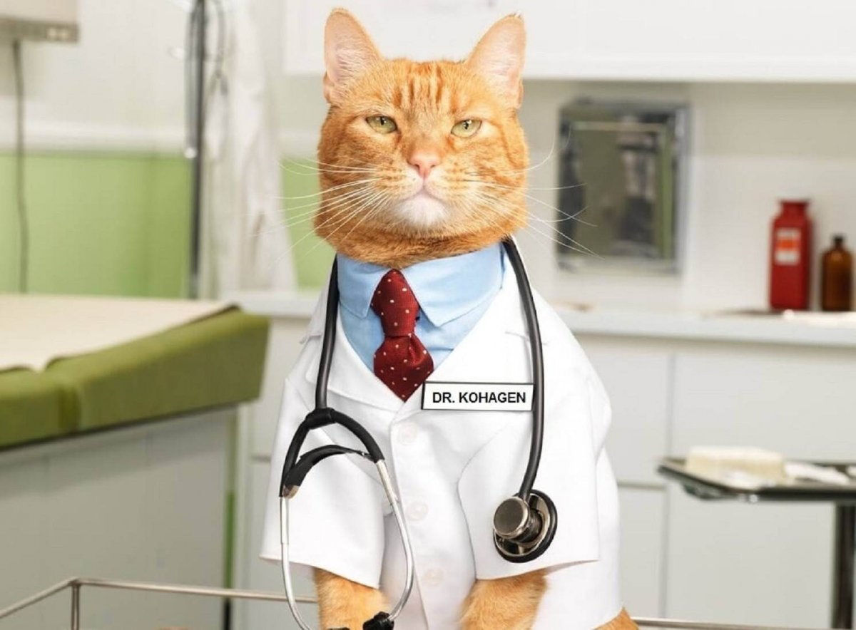 Мемо "кошки"