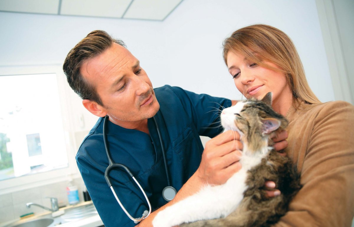 Ветеринар с кошкой