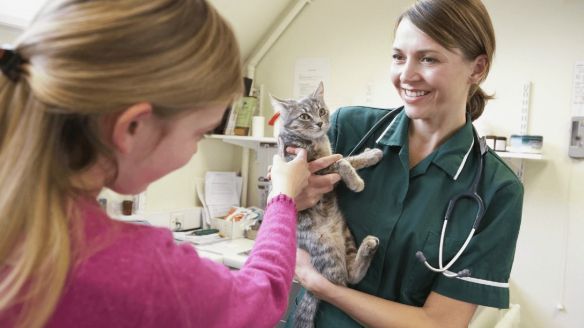 Кошка в ветеринарной клинике