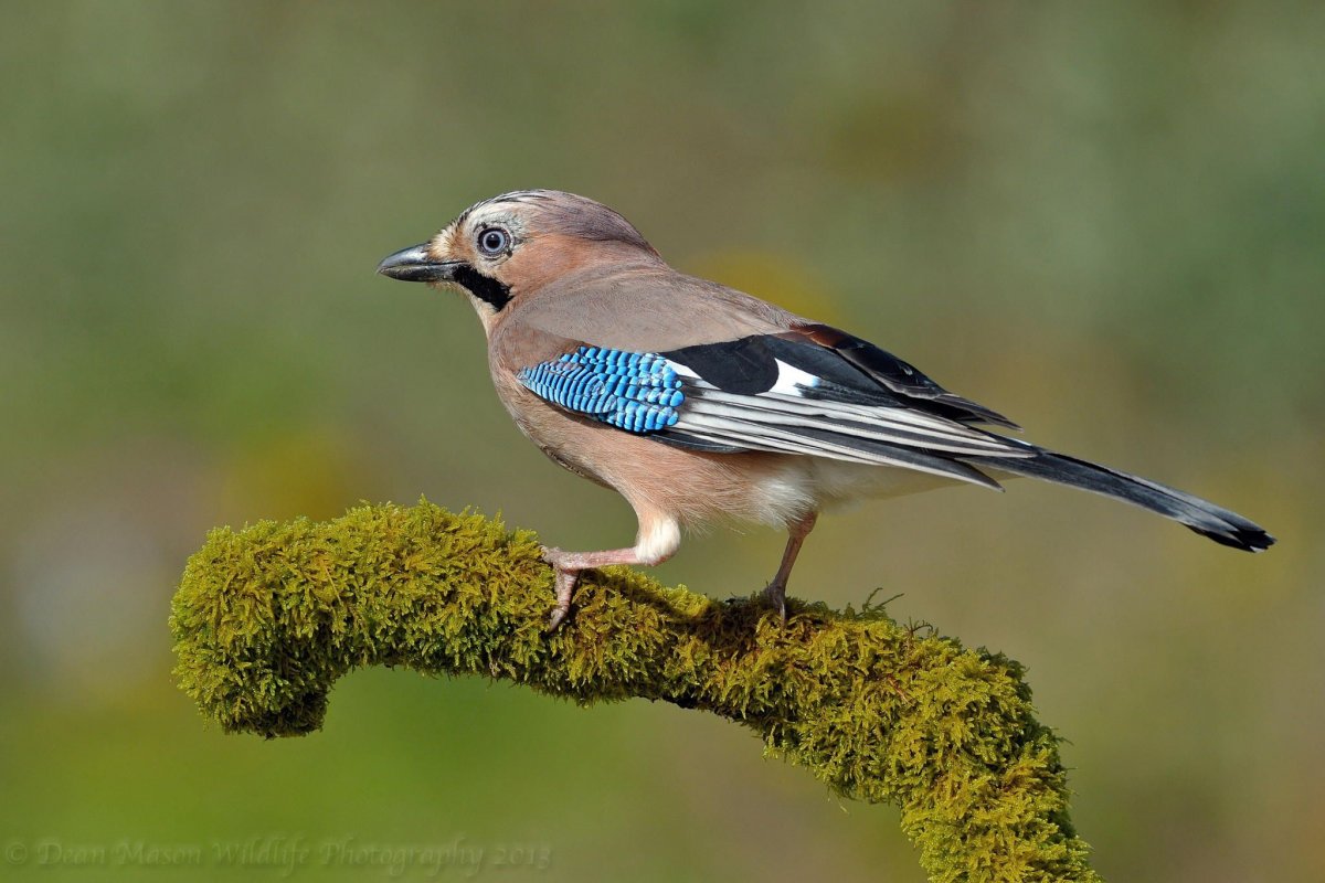 Молодая Сойка