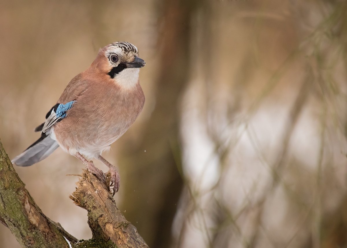 Сойка зеленая