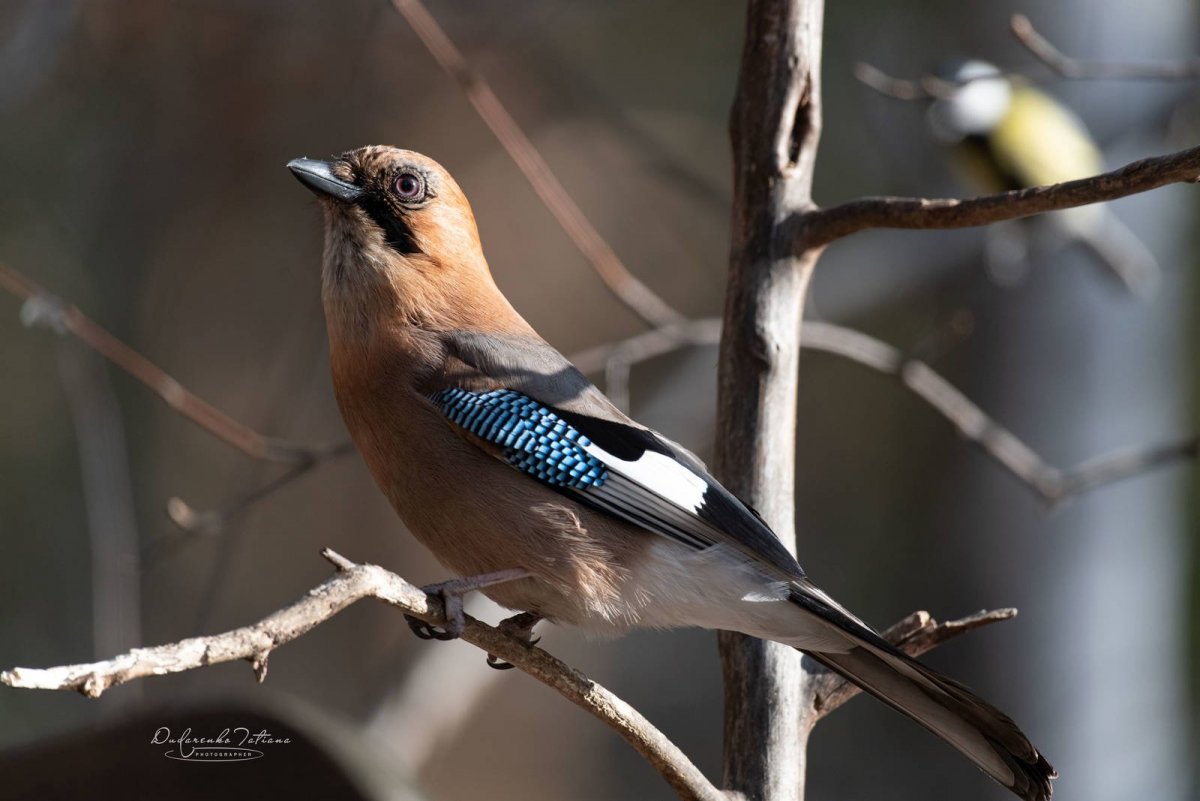 Птицы Подмосковья фото