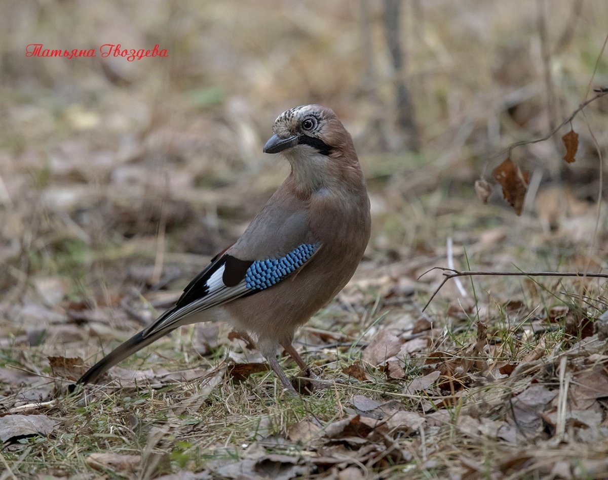 Птица Сойка Крымская