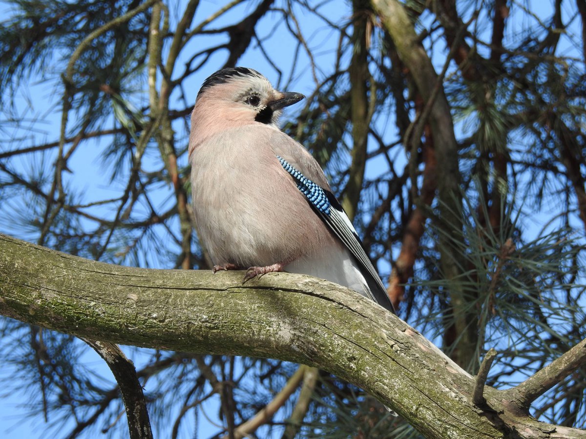 Птицы в парке Московская область
