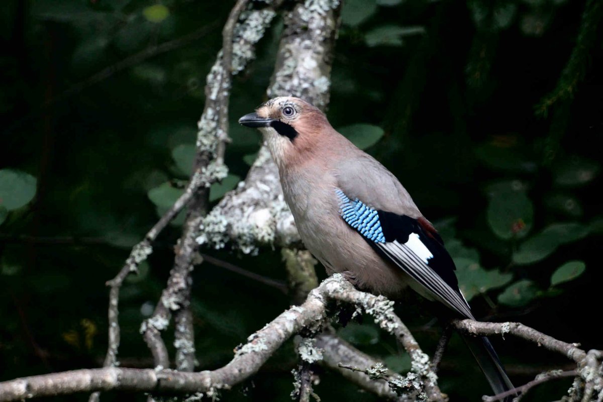 Птица Сойка в Ростовской области