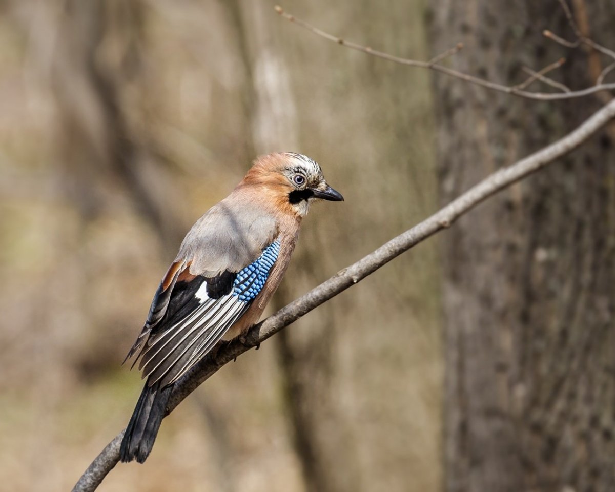 Дикие птицы