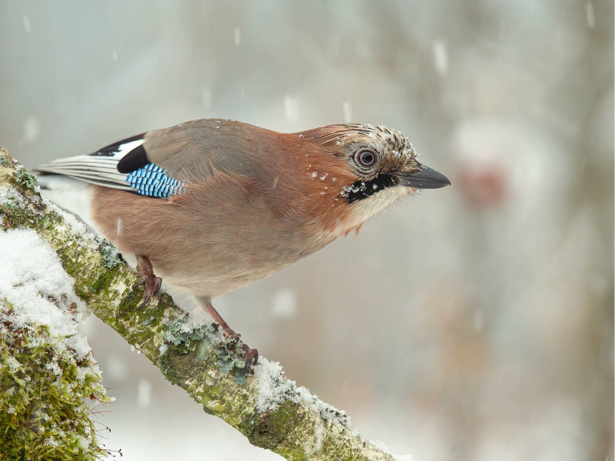 Лесная Сойка Карелия