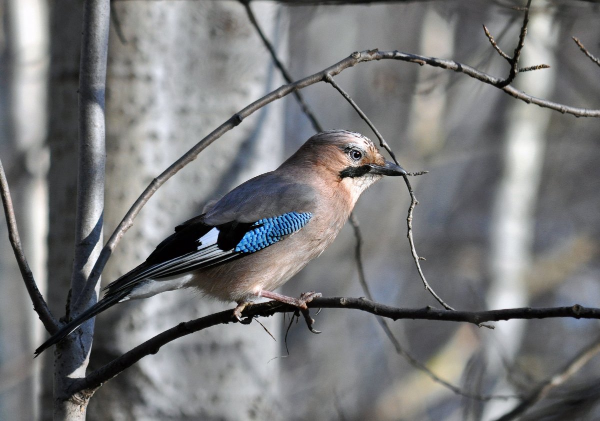 Сойка Кареза