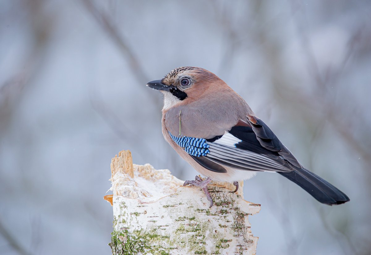Сойка Подмосковная описание