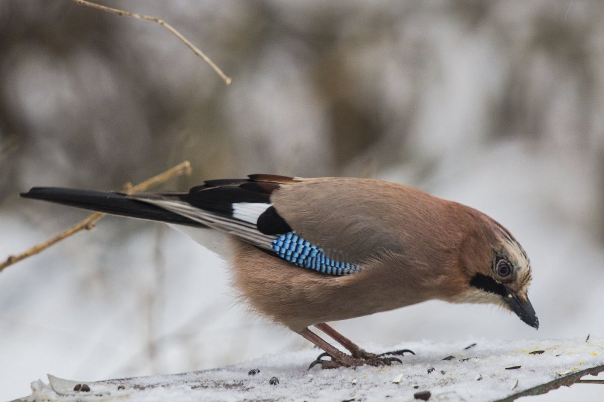 Сойка Кареза