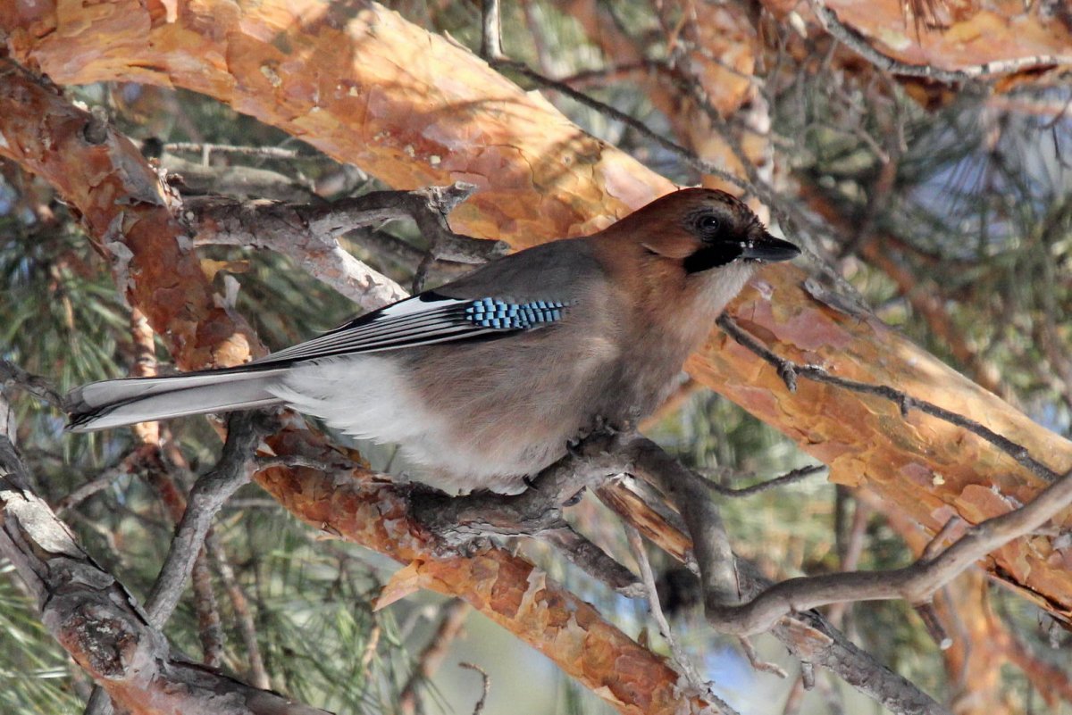 Карликовая кустарниковая Сойка