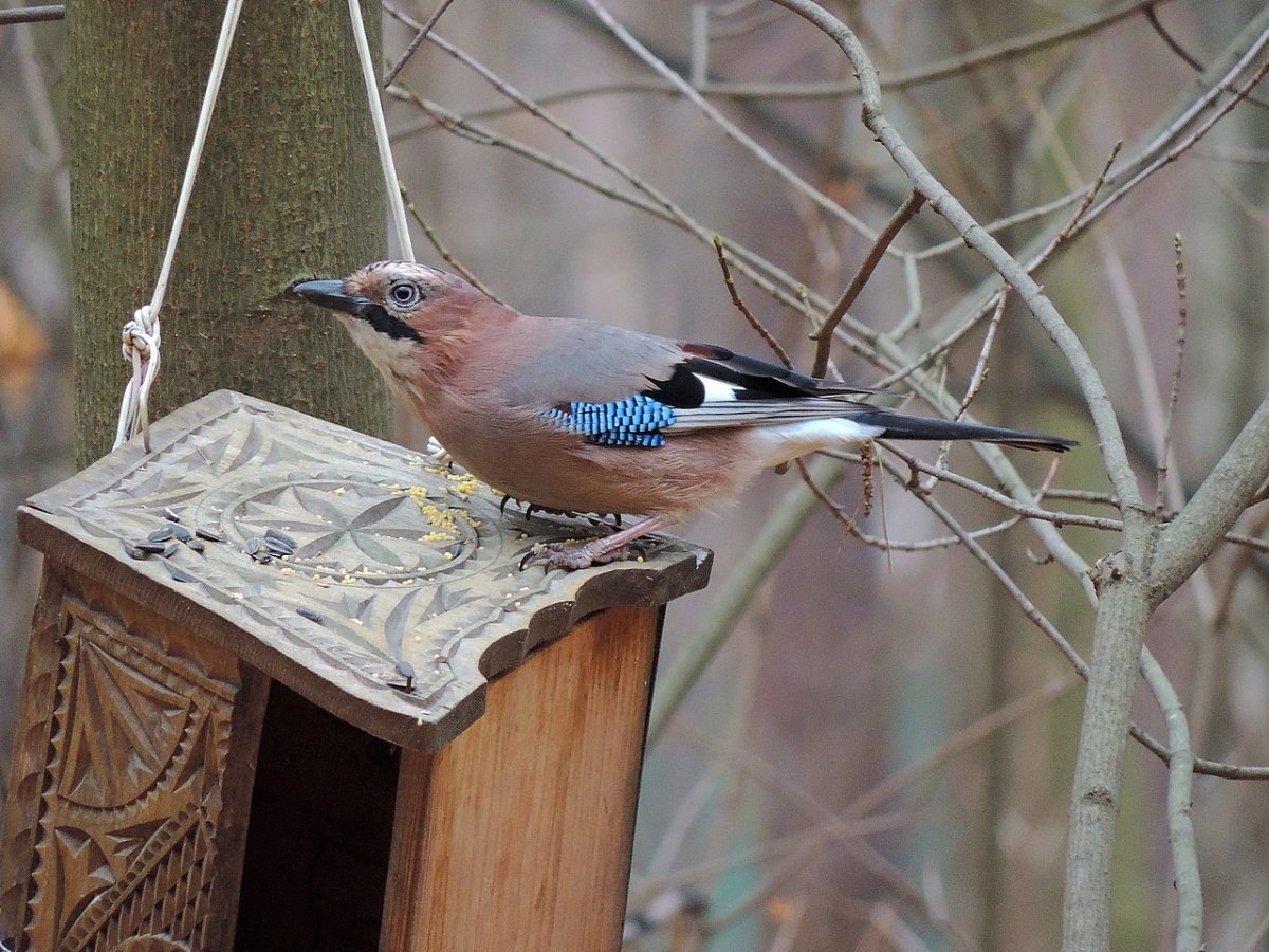 Сойка в Восточной Сибири