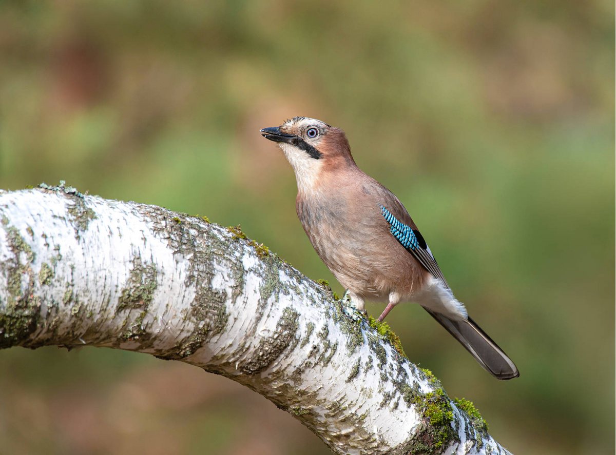 Птицы средней полосы России фото