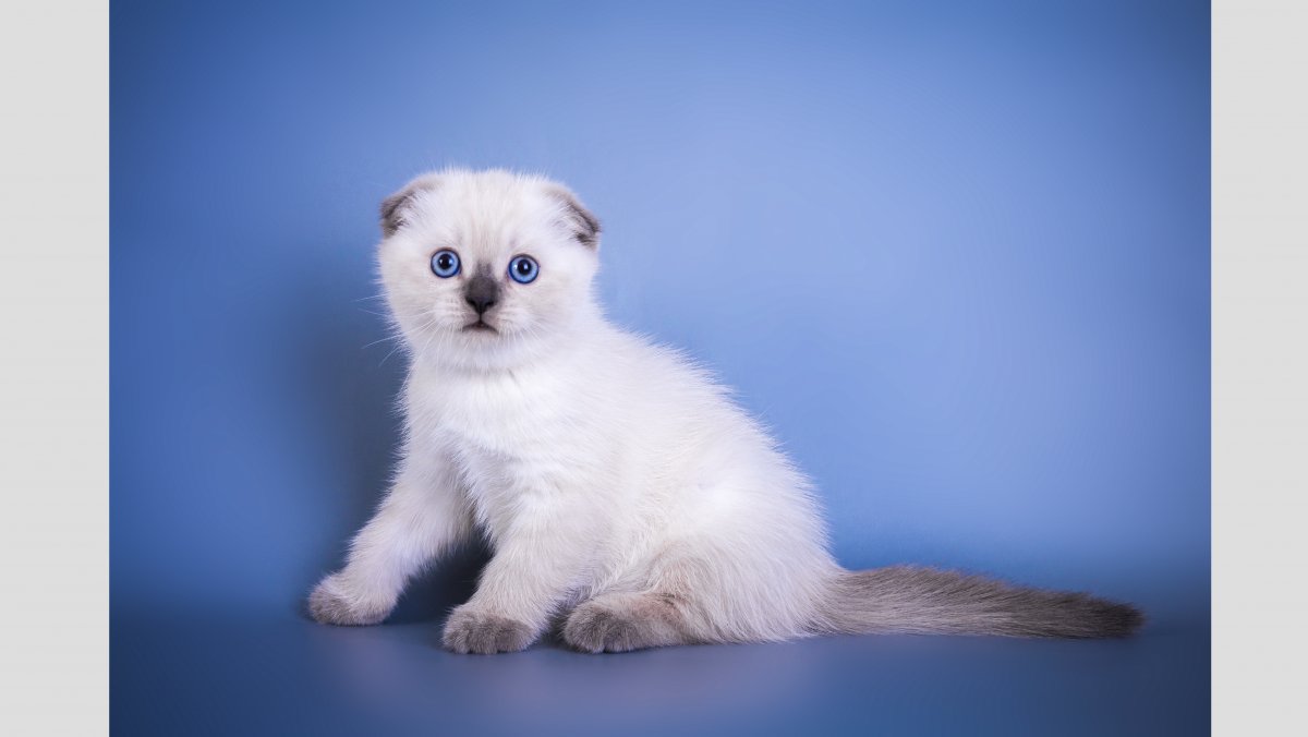 Блю поинт шотландский вислоухий